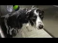 Border Collies will outsmart you Channel Announcements