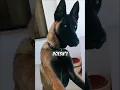 Download Lagu Meet the Dog That Never Gives Up!