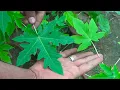 What Is the Difference Between Male and Female Papaya Do You Need Two Papaya Trees To Get Fruit