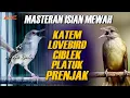 Lagu KAPAS TEMBAK GACOR - LOVEBIRD - CIBLEK - PLATUK - PRENJAK