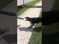 Diesel Helping With the Yard Work