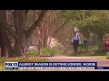 Climate change Allergy season is getting longer worse FOX 13 Seattle