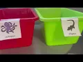 Syllable Segmentation Activity