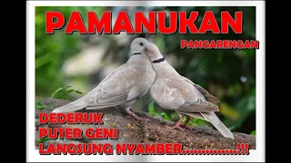 Download suara pikat dederuk/puter geni nyaring MP3