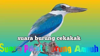 burung cekakak sungai burung cekakak udang