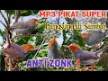 Download Lagu Mp3 Prenjak Kepala Merah Pikat Super Ampuh Anti Zonk ❗