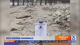 Download Sick sea lions, dolphins overwhelming Southern California rescue organization MP3