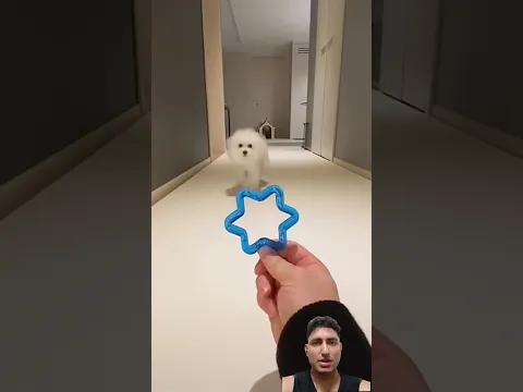 Such a cute dog 🐕🤩 #puppy #cute #funny #cutedog #animals