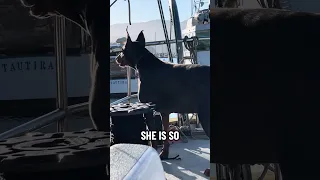 #Fyp #dream #YouTube #doberman #pets