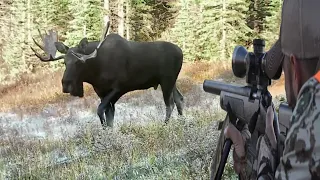 Moose hunting with firearms (collection of the most amazing hunting clips)