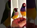 Download Lagu For the love of feathers and flight! 🐦 Sharing my passion for birds, one tweet at a time. #BirdLover