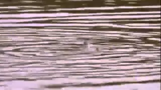 Piranha Fish 2 سمكة بيرانا المتوحشة 