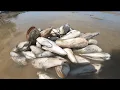 Download Lagu MUSIM MENTARANG TIBA⁉️CARA SELUK TANGAN🤔#seafood #mentarang