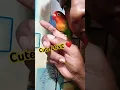 Download Lagu Adorable Love Bird ❤️ #shorts #lovebird #lovebirds