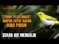 Download Lagu TERAPI AMPUH BUAT BURUNG PLECI MACET AUDIO JERNIH CEPAT BUKA PARUH