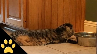 Lazy Cat Doesn T Get Up To Drink Water  Lazy Cat Doesn T Get Up To Drink Water