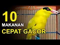 Download Lagu 10 Makanan Burung KEPODANG Agar GACOR dan FIGHTER