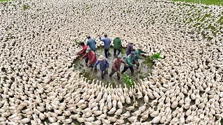 They Released Ducks Into Poisoned Rice Fields - The Results Shocked the World