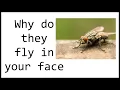 Lagu Why Insects Fly In Your Face