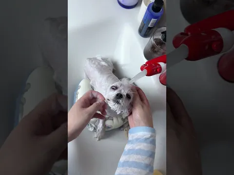 Watch how the mistress bathes her puppy#shorts
