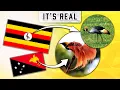 Download Lagu I Showed The Reality Inside the Flags 🦅