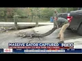 Massive gator captured in Daphne