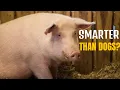 Amazing Facts About Domestic Pink Pigs