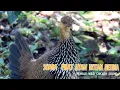 Download Lagu SUARA/KEKEKAN PIKAT AYAM HUTAN BETINA ,Suara ayam hutan kelabu gallus memanggil ayam jagonya..