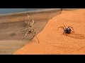 Download Lagu Brazilian Wandering Spider vs Black Widow