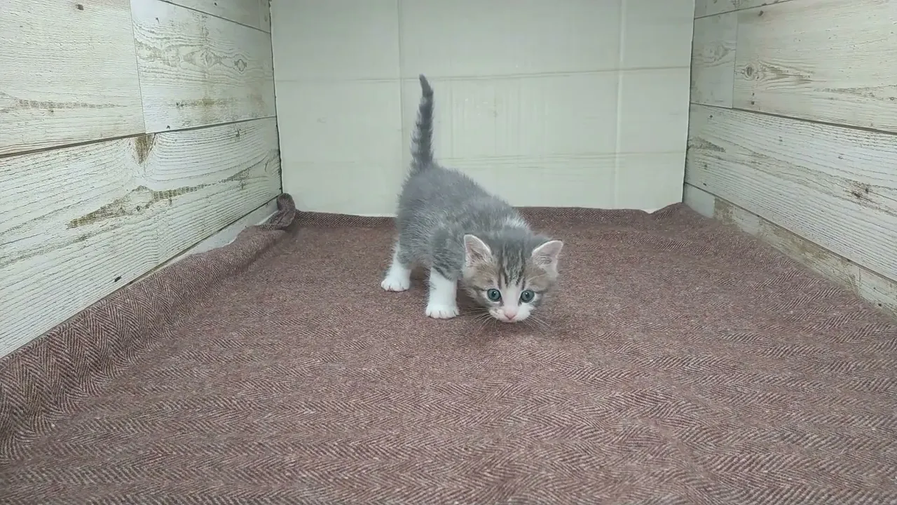 動画