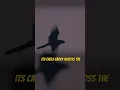 Download Lagu Suara Burung Ini Seperti Mesin Rusak!? | Panggilan Seram Burung Nightjar Eurasia