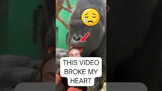 I CAN’T BELIEVE A GORILLA DID THIS😭👀