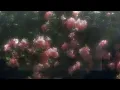 هلا بالعيال | محمد الشحي | بدون موسيقى 