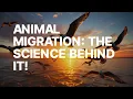 What s the Science Behind Animal Migration Patterns