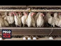 Growing concerns about bird flu cases in U S farm animals and risk to humans
