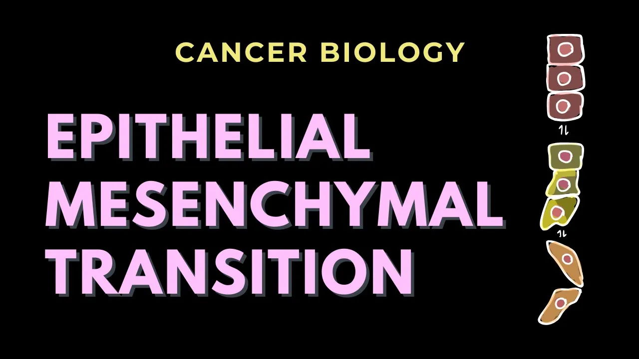 Epithelial-Mesenchymal Transition | Cancer Biology | GATE/CSIR-NET