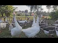 Download Lagu Feathers Fun \u0026 Labor Day Pause Birds Cooling Off in the Shade 💫🦢🌞 #trending #viralvideo #viral