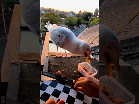 A Little Sunset Tuna For The Gorgeous Man!