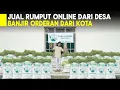 BUKAN MAIN! JUAL RUMPUT ONLINE DI DESA PESANAN  BANYAK DARI KOTA