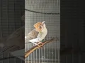 Download Lagu Burung Cucak Jenggot Nembak Nyaring ( Kalimantan Yuhina)