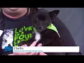 Greenville Humane Society expanding to help more pets