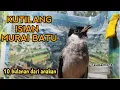 Download Lagu KUTILANG GACOR isian Murai batu