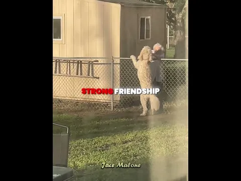 This Dog Lost His Best Friend 😭❤️ #shorts #shortvideo #wholesome #dog #heartbreaking