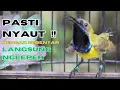 Download Lagu PANCINGAN SOGON GACOR ATASI SOGON TROTOL MACET LANGSUNG BUNYI PAGI SIANG MALAM part 7
