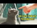 How Do Cats Show Submission To Humans