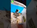 Download Lagu Memberi makan anak burung pipit 🐦☺️☺️ | Megproz Pets
