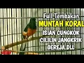 Download Lagu MURAI BATU GACOR FULL ISIAN TEMBAKAN MEWAH ISIAN CUNGKOK CILILIN GEREJA JANGKRIK DLL