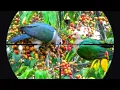 Download Lagu Ketika musim buah burung pergam berdatangan berburu pergam