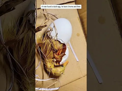 A man found a duck egg, he took it home and then...