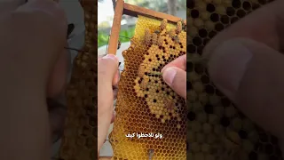 لحظة خروج ملكة النحل من بيتها  لحظة خروج ملكة النحل من بيتها